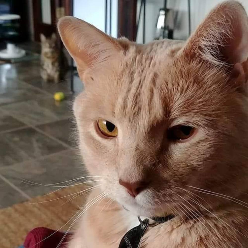 Meet your Posher, Darci